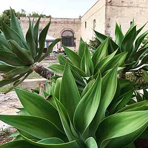 masseria specchiulla casa di martino esterno
