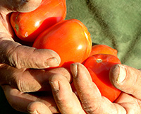 pomodori locali